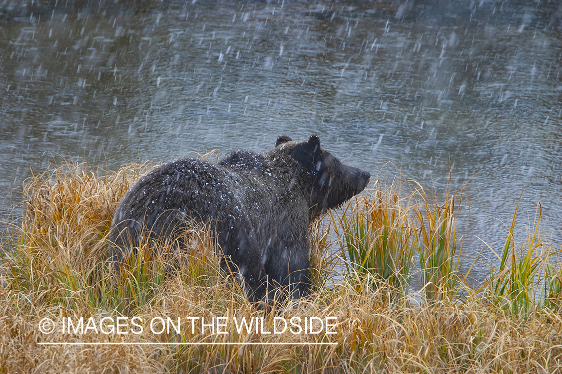 Grizzly by pond in snow.