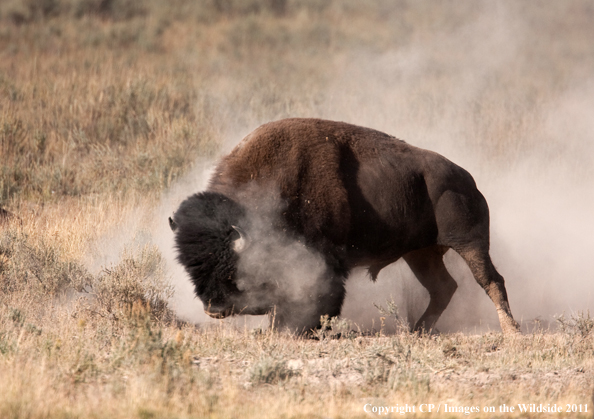 Bull bison rolling in dust. 