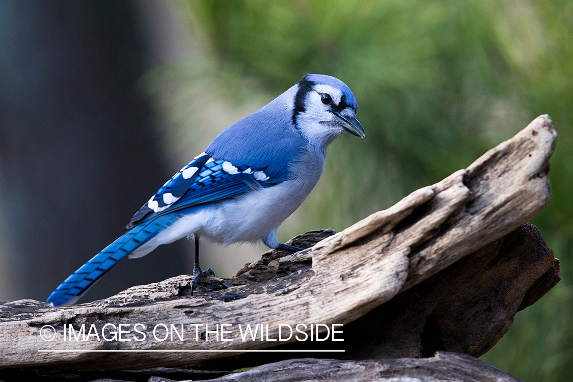 Blue Jay in habitat. 