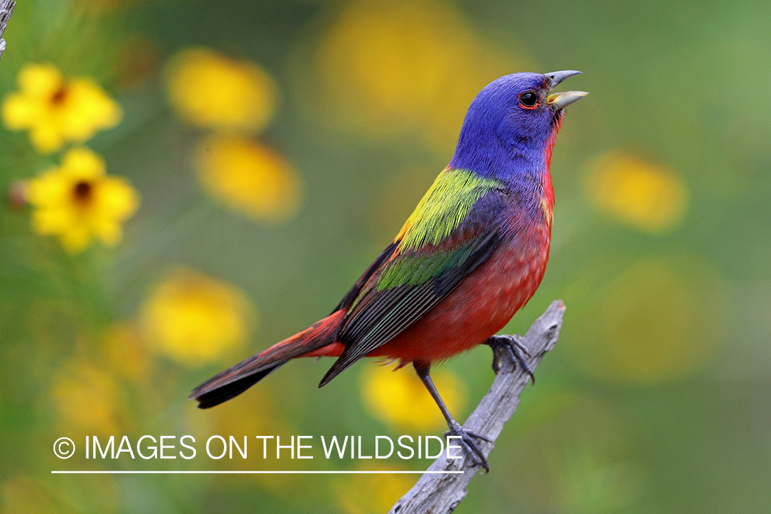 Painted Bunting in habitat.