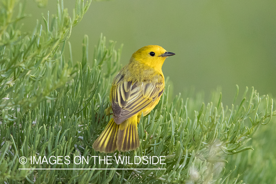 Yellow Warbler on branch.