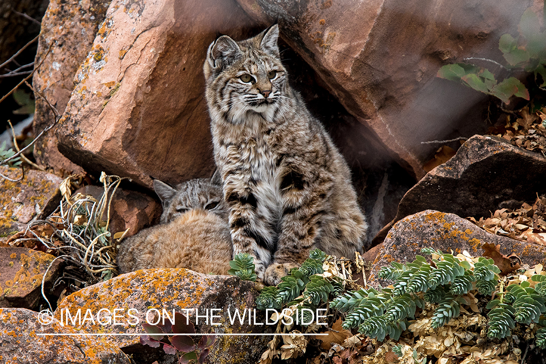 Bobcats in den.