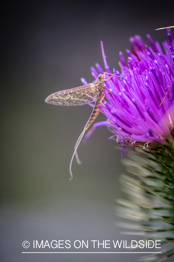 Mayfly on Purple flower.