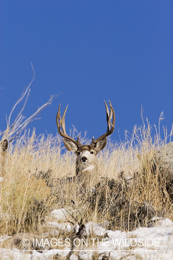 Mule deer bedded in habitat.