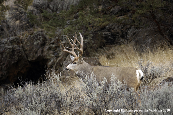 Mule deer in habitat