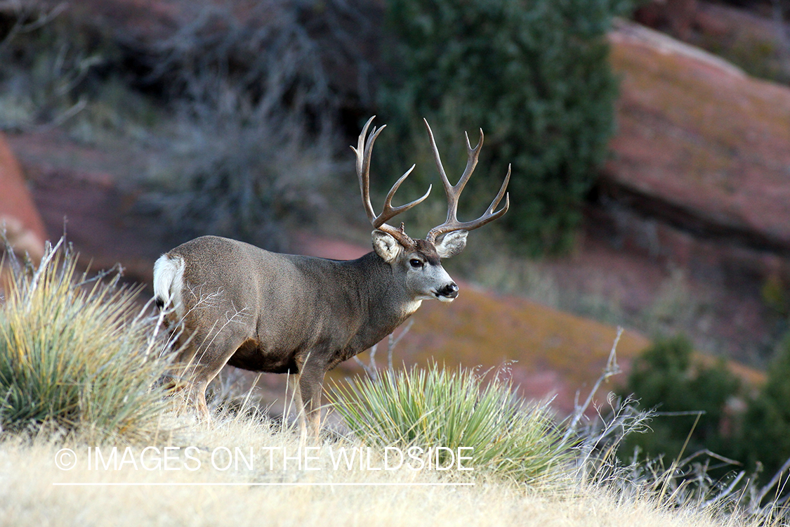 Mule deer buck in habitat. 