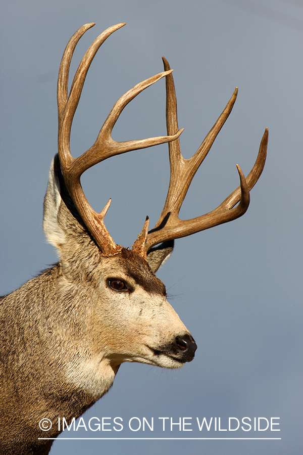 Mule deer buck in habitat. 