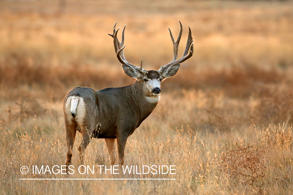 Mule deer buck in habitat.