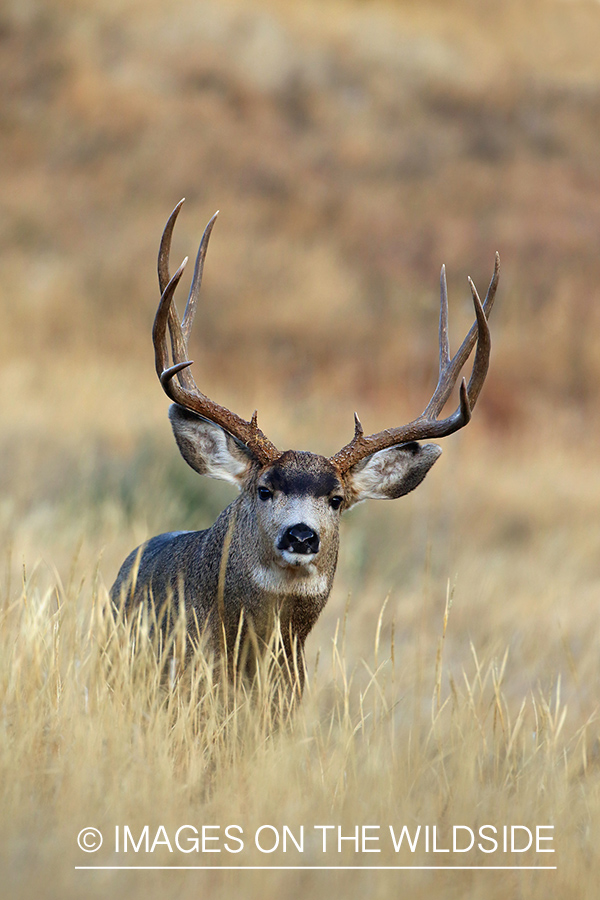 Mule deer buck in habitat. 