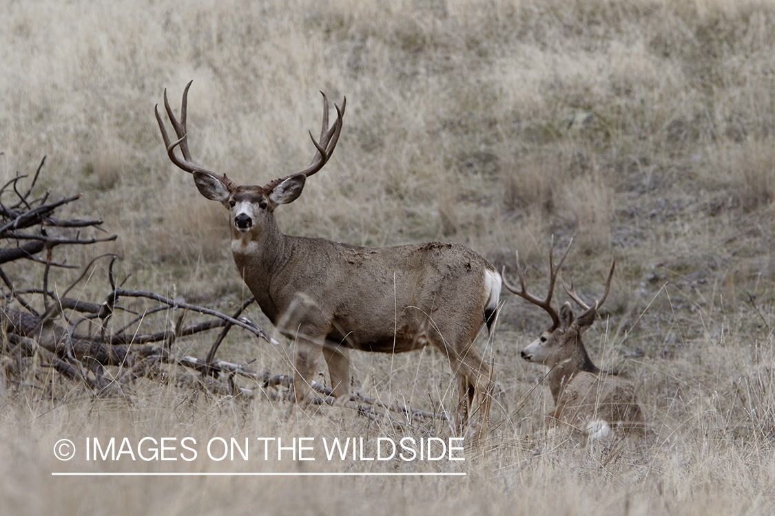 Mule deer buck with doe in field.