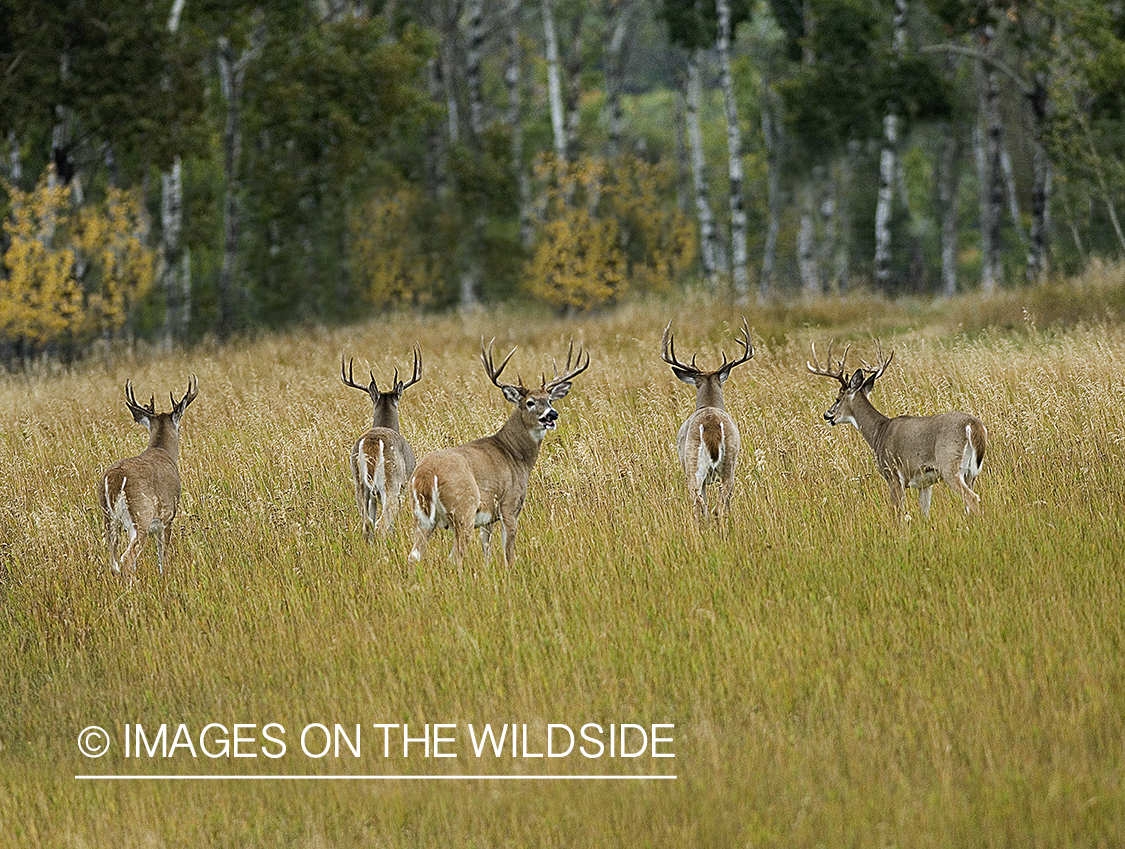 Whitetailed deer in habitat.