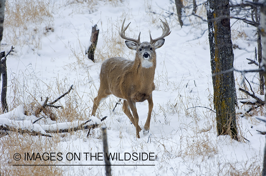 Whitetail Buck