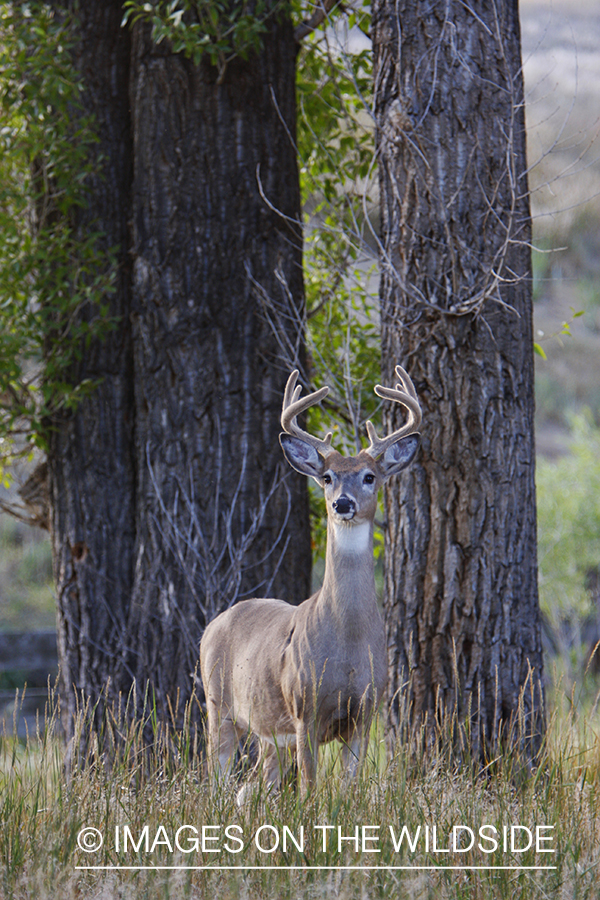 Whitetail Buck in velvet