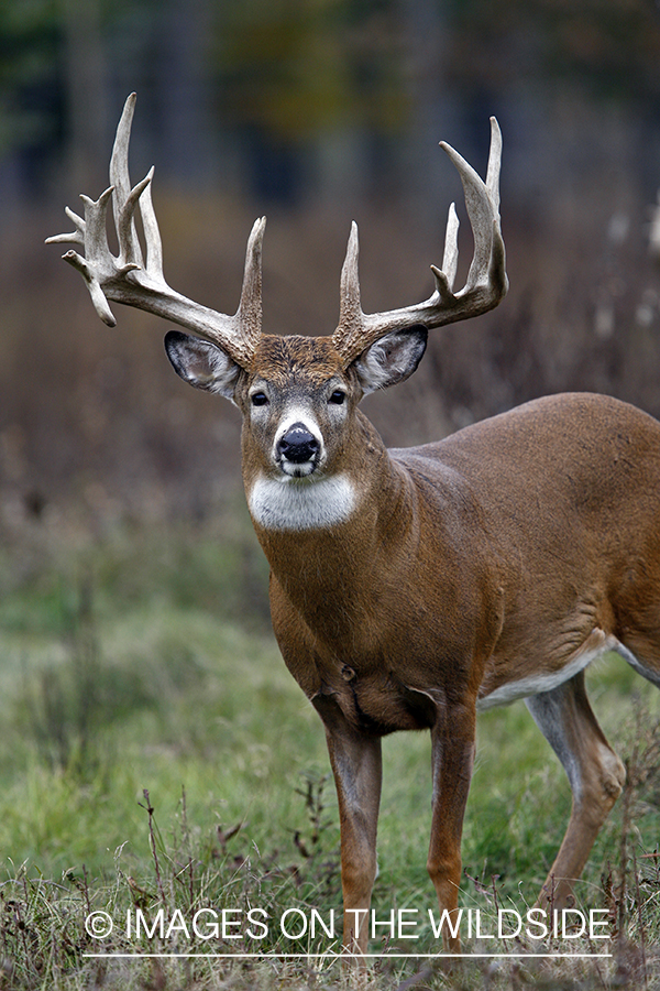 Whitetail buck in habitat