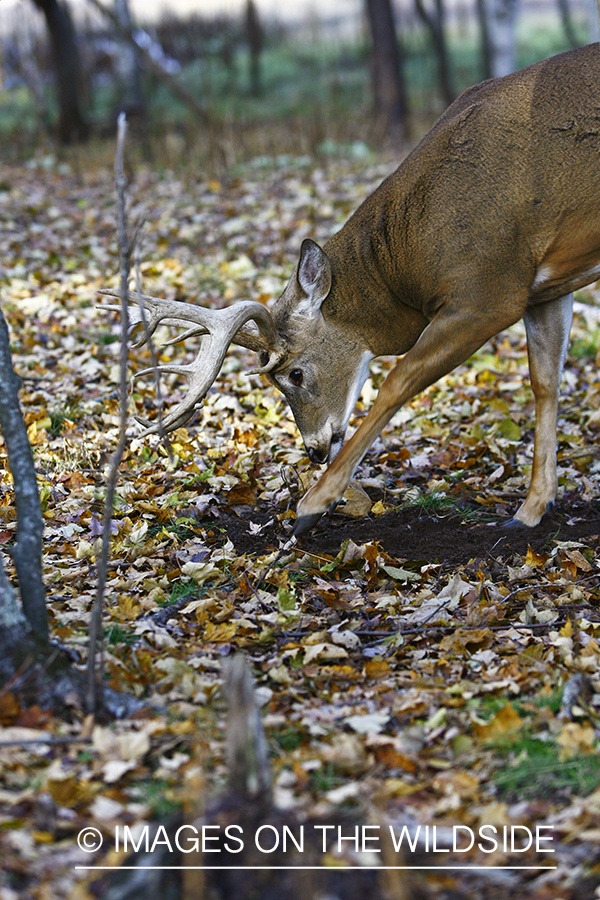 Whitetail buck rubbing dirt 