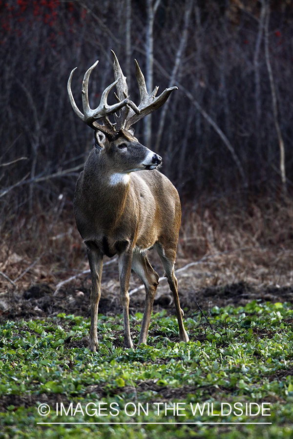 Whitetail buck in habitat.