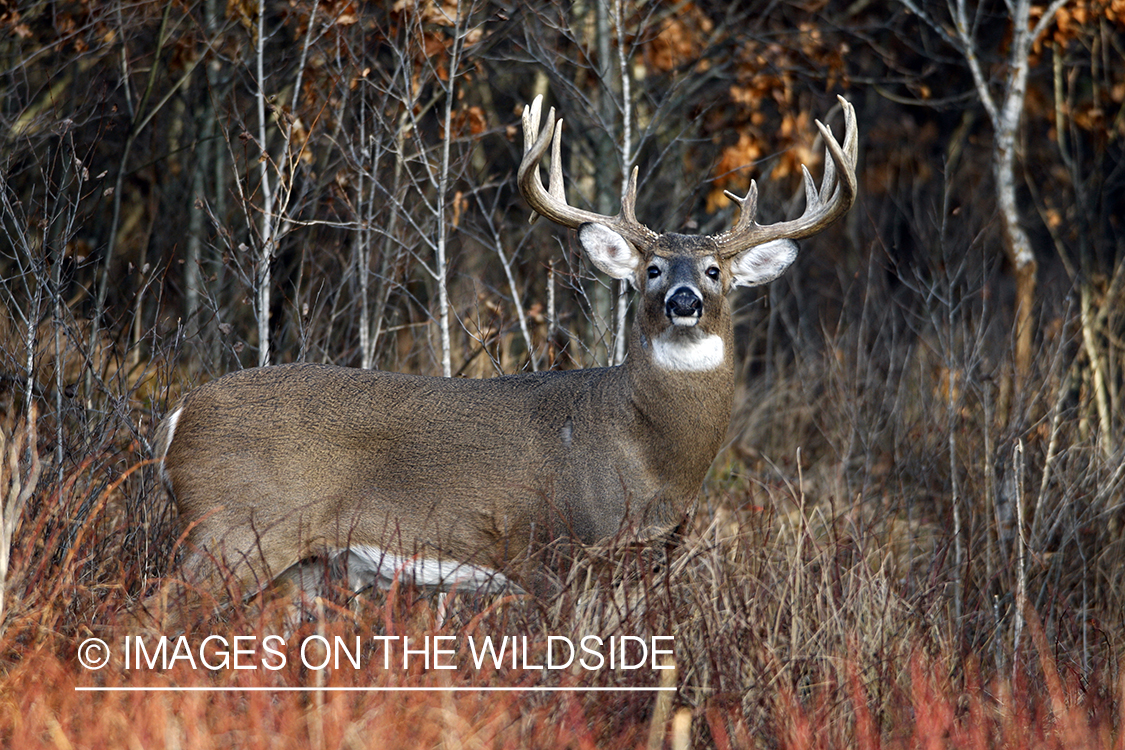 Whitetail buck in habitat.