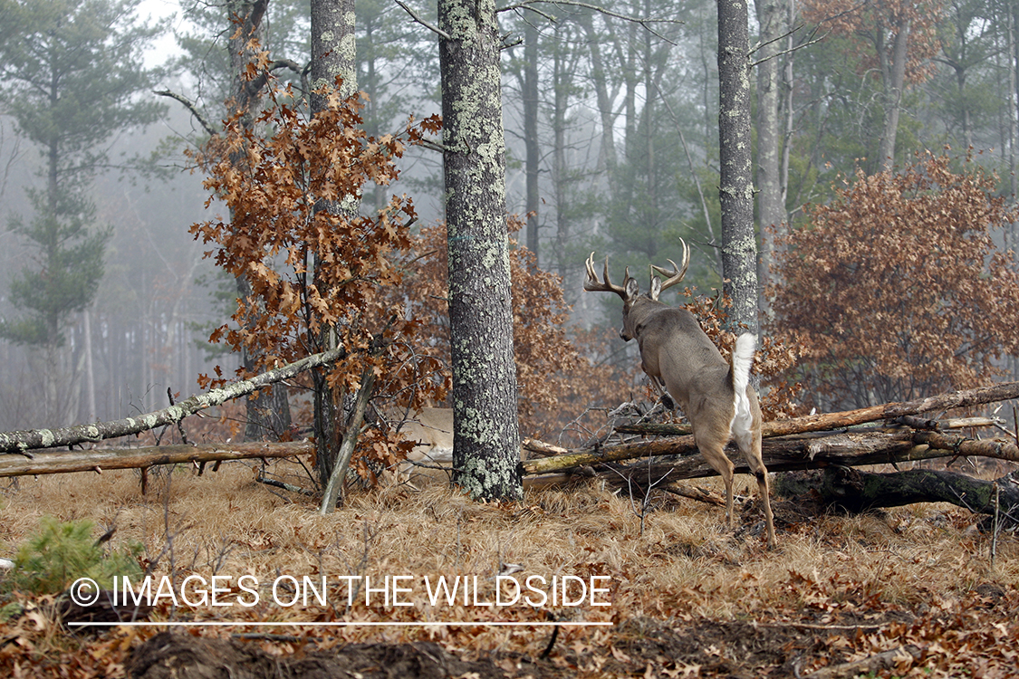 Whitetail buck jumping.