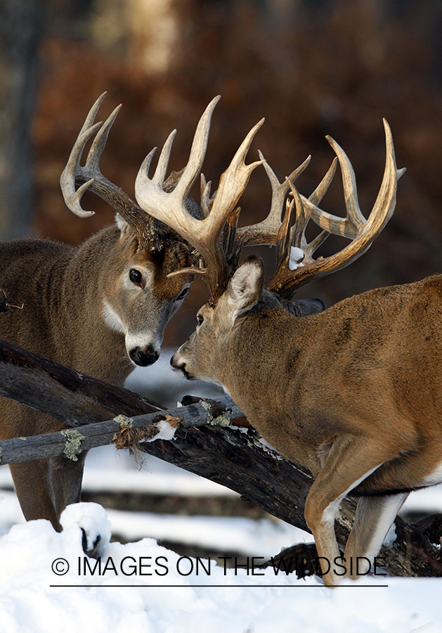 White-tailed bucks in habitat.