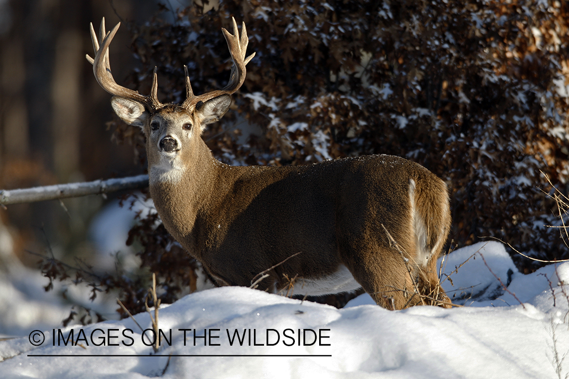 Whitetail in habitat