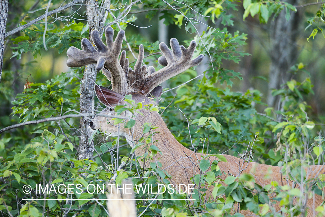 Summer Deer in Velvet