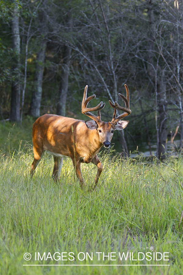 White-tailed deer in velvet