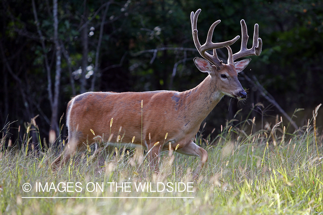 White-tailed buck in velvet 