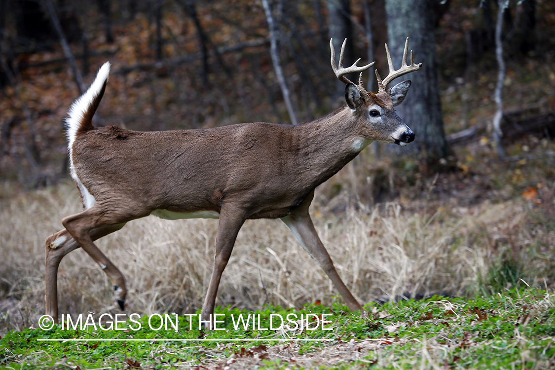 White-tailed buck in habitat. *