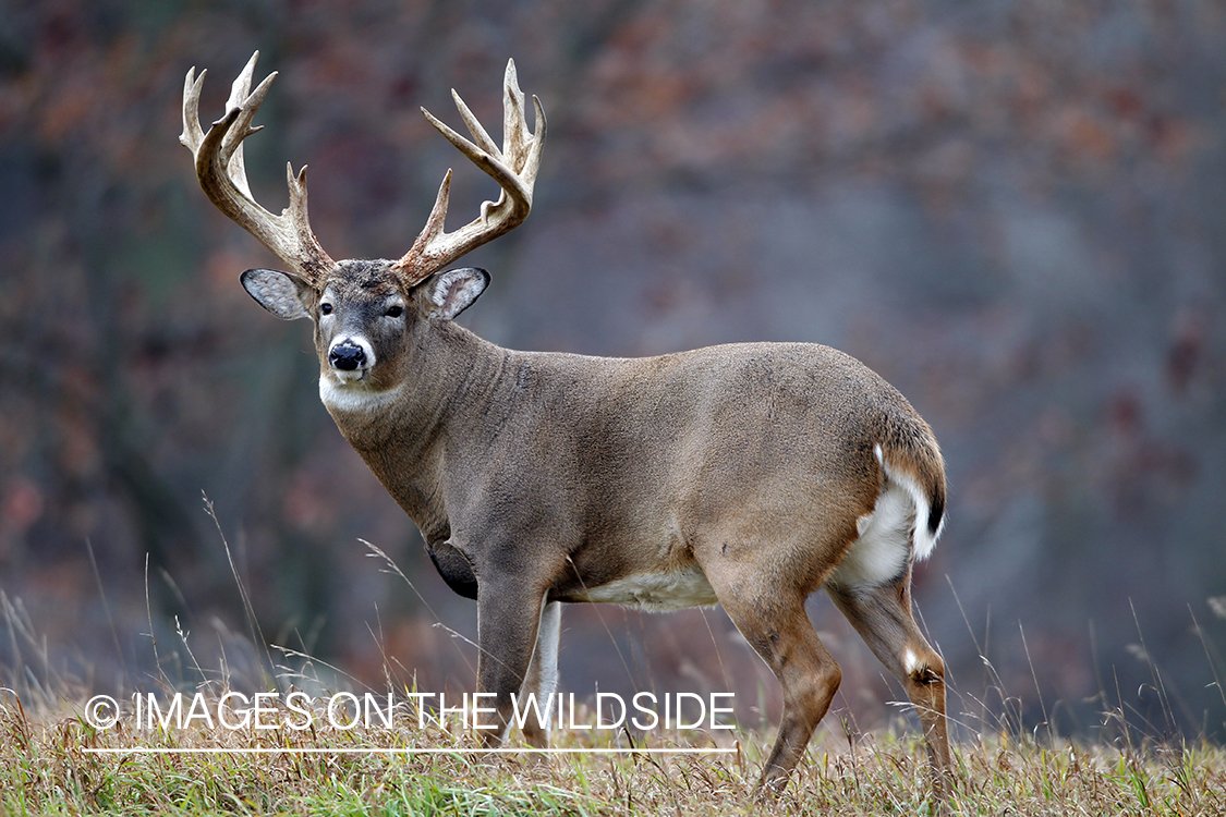 White-tailed buck in habitat. *