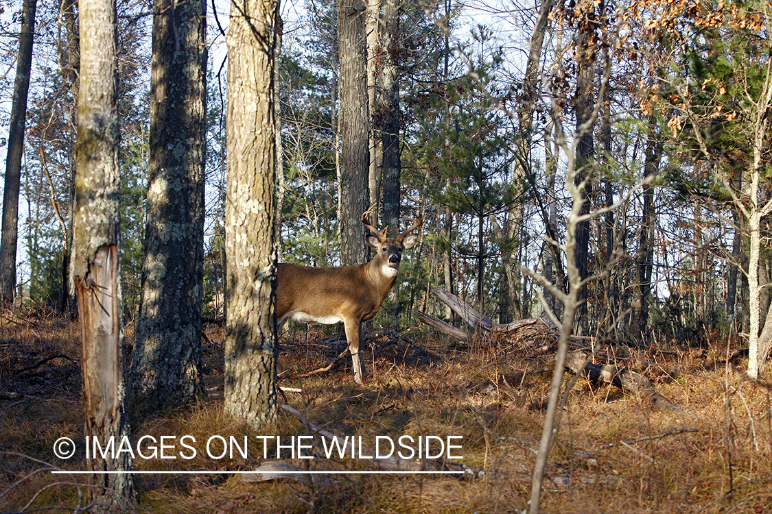 White-tailed buck in habitat. *