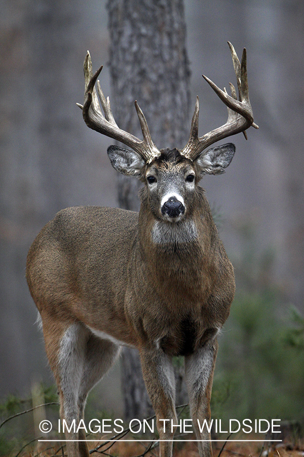 White-tailed buck in habitat. 