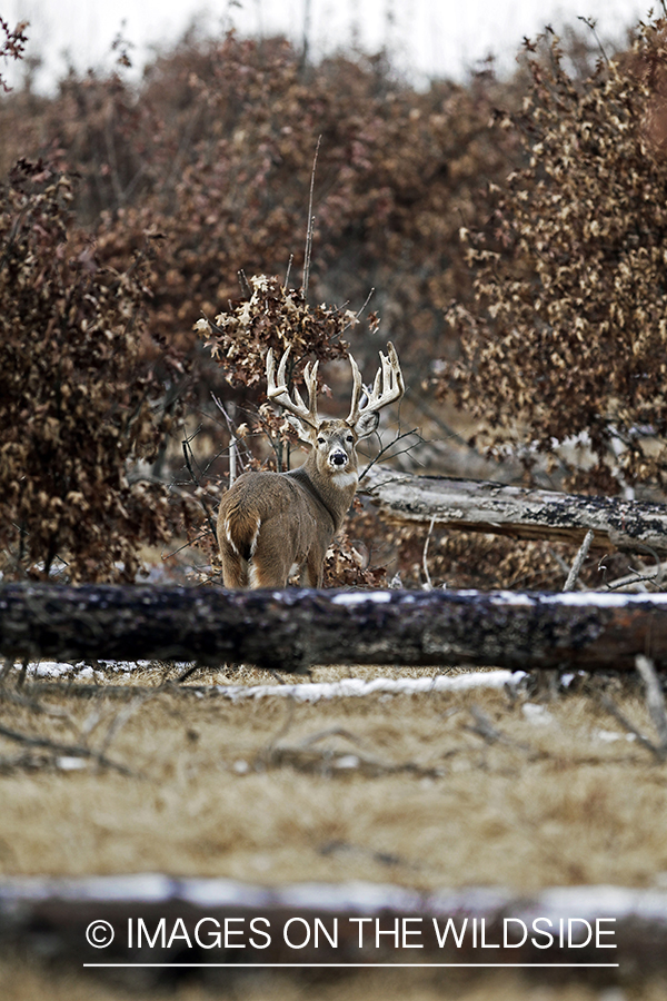 White-tailed buck in habitat. *