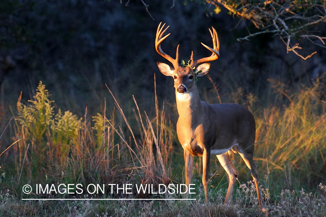 White-tailed buck in habitat. 