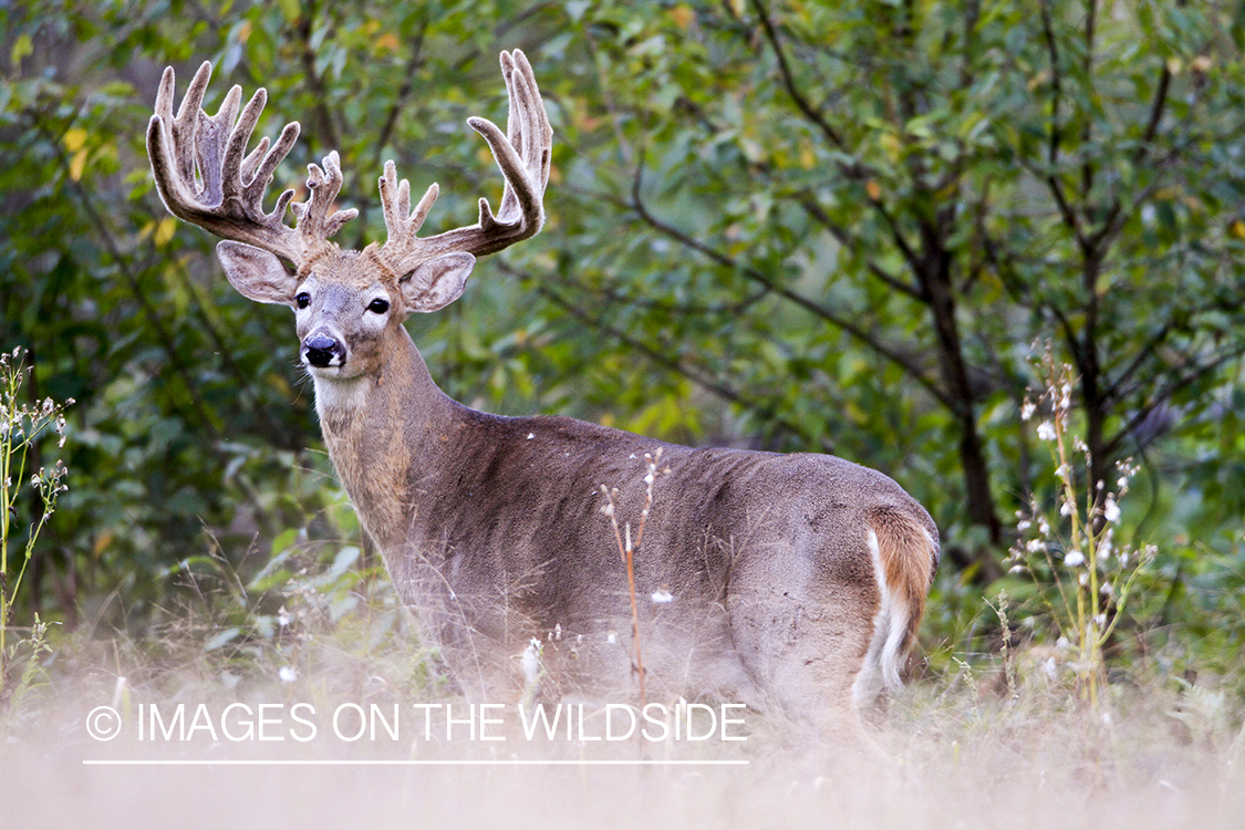 White-tailed buck in habitat. 