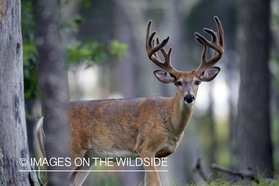 White-tailed buck in velvet.  