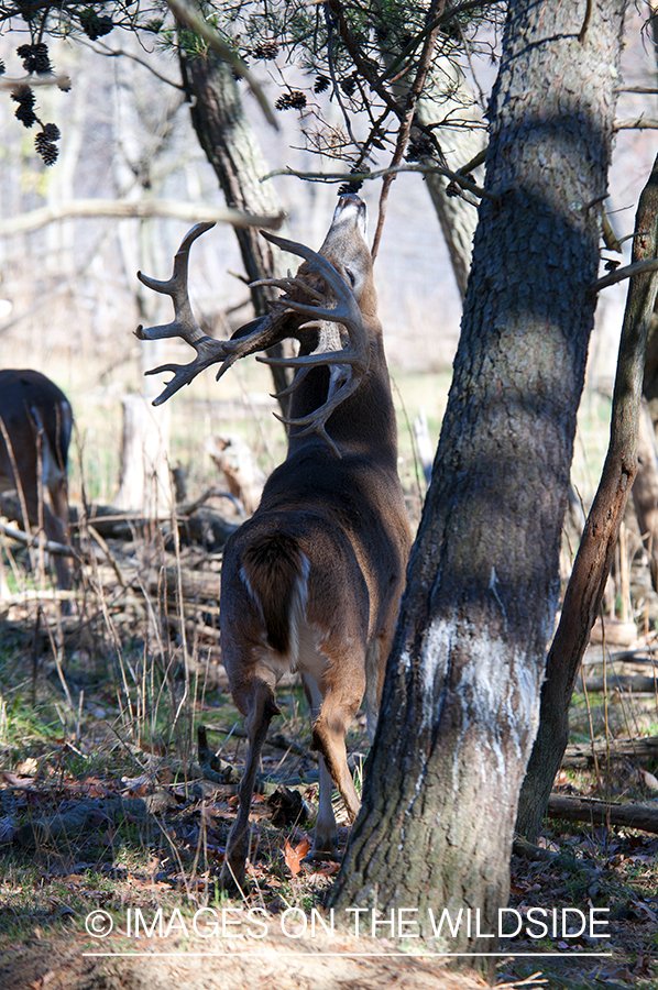 White-tailed buck investigating branch. 