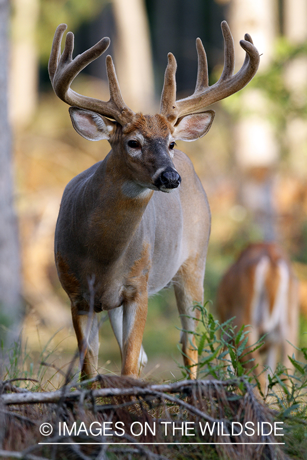 White-tailed buck in velvet.  