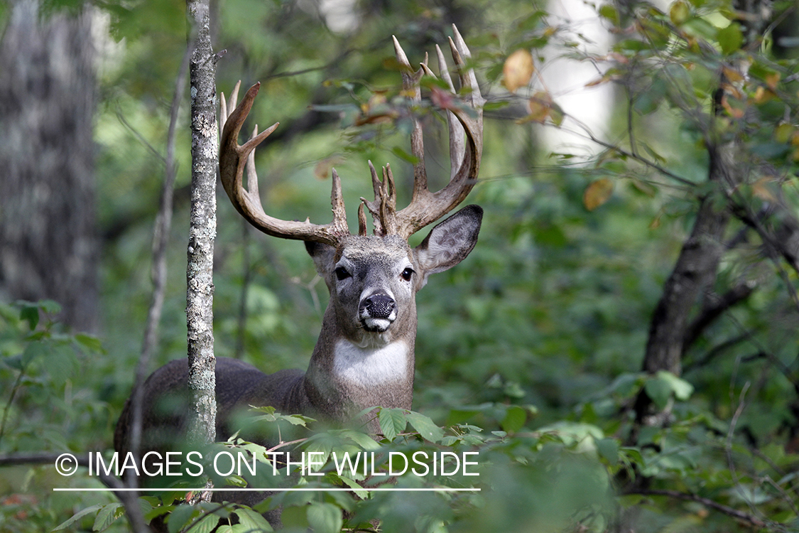 White-tailed buck in habitat.  