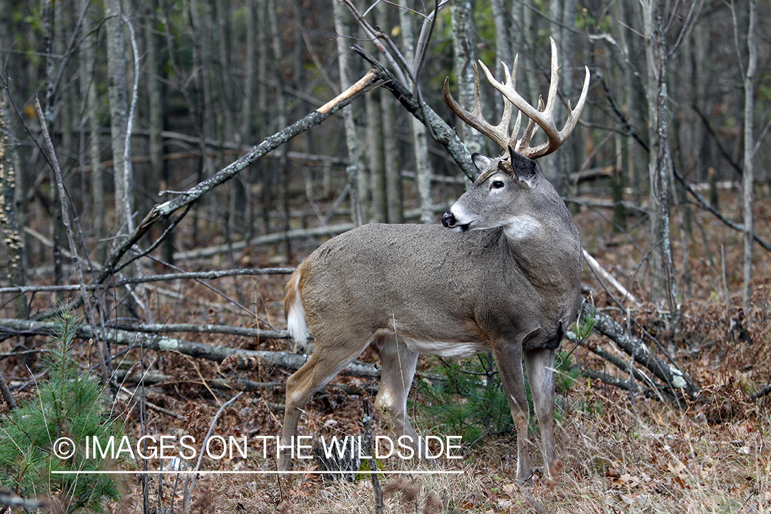 White-tailed buck in habitat. 