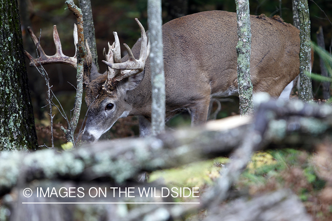 White-tailed buck in habitat. 