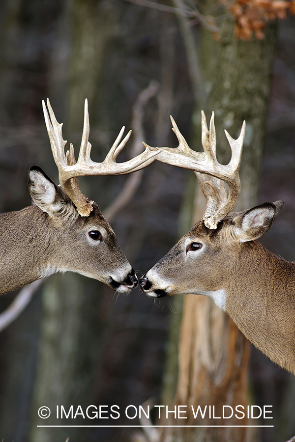 White-tailed bucks in habitat. 