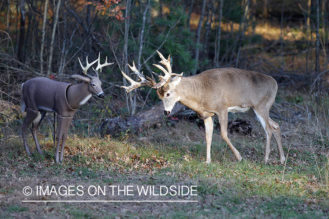 White-tailed buck fighting decoy. 