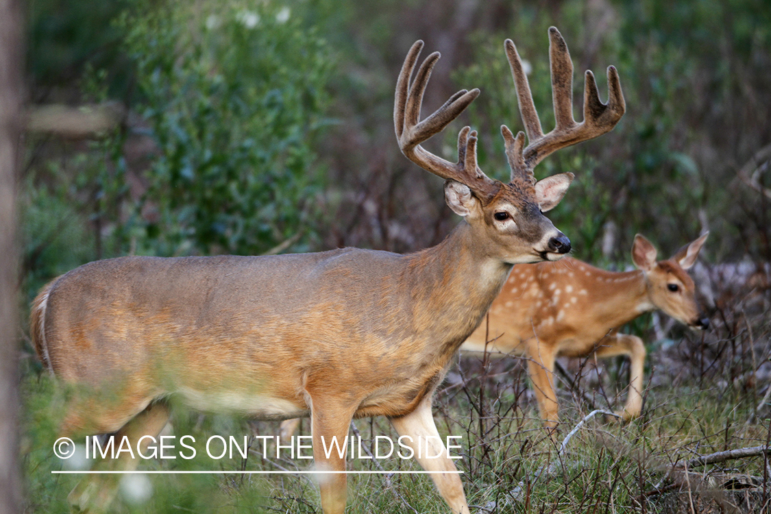 White-tailed buck and fawn in habitat.