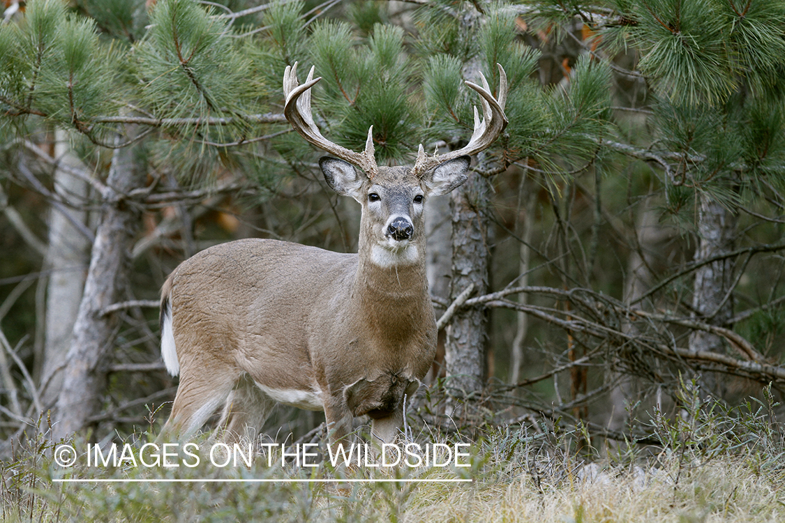 White-tailed buck in habitat.