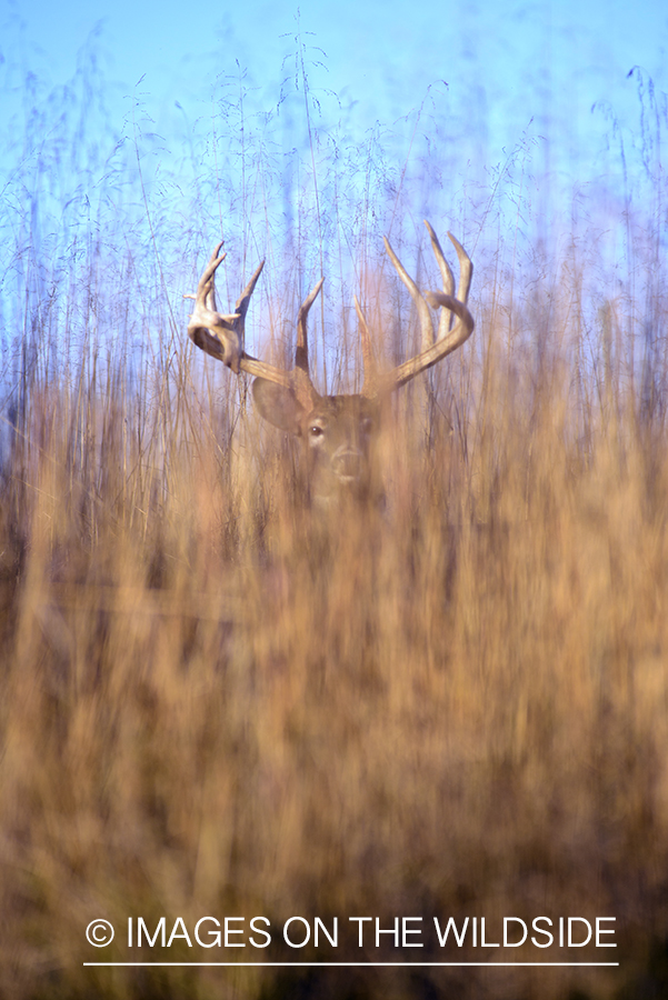 White-tailed buck in habitat.