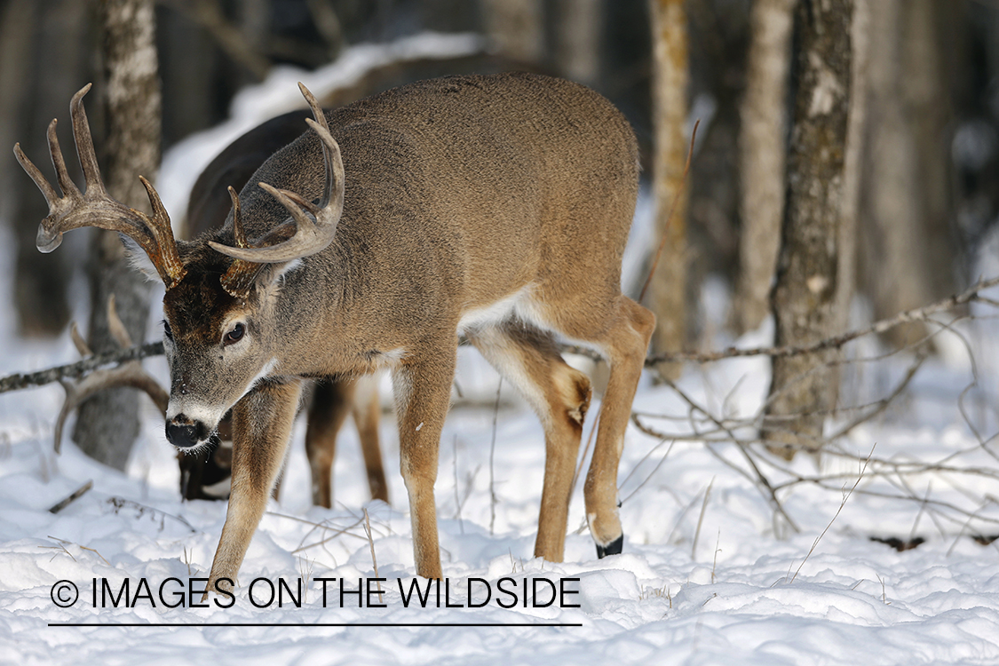 White-tailed buck displaying aggressive behavior. 