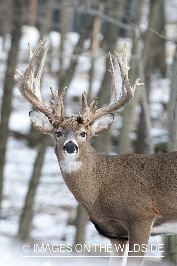 White-tailed buck in habitat.