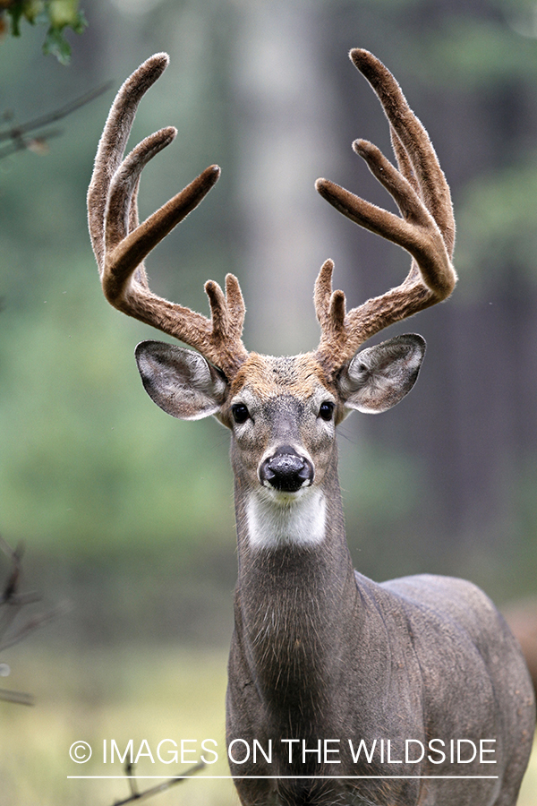 White-tailed buck in velvet.