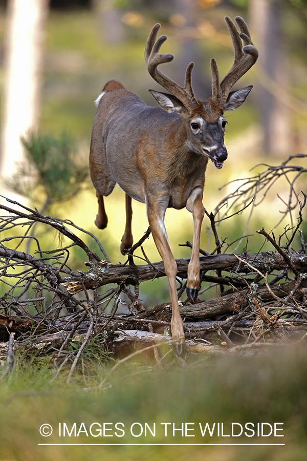 White-tailed buck in habitat.