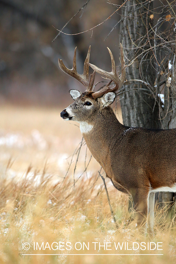 White-tailed buck in habitat. 